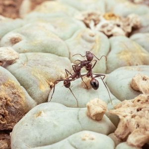 Batalla de hormigas entre 3 peyotes