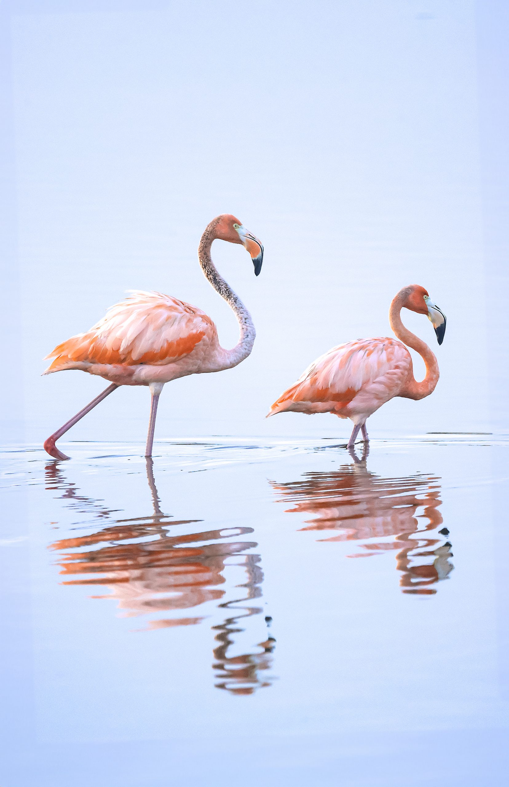 flamingos HD